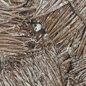 Bulk Vanilla Beans Grade A